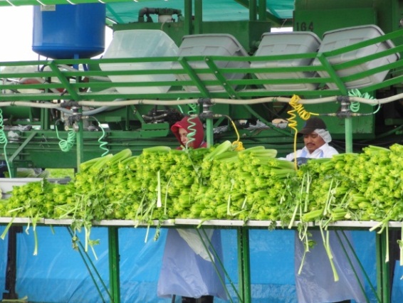 Pesticide Enforcement and Hazardous Substances Program