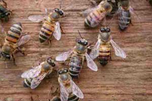 psa_bees
