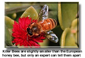 psa_bees