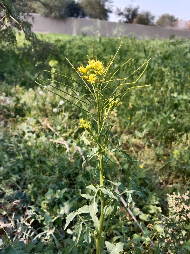Weed Abatement & Defensible Space