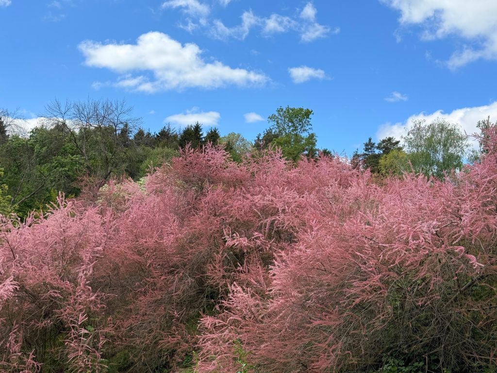 Weed Abatement & Defensible Space