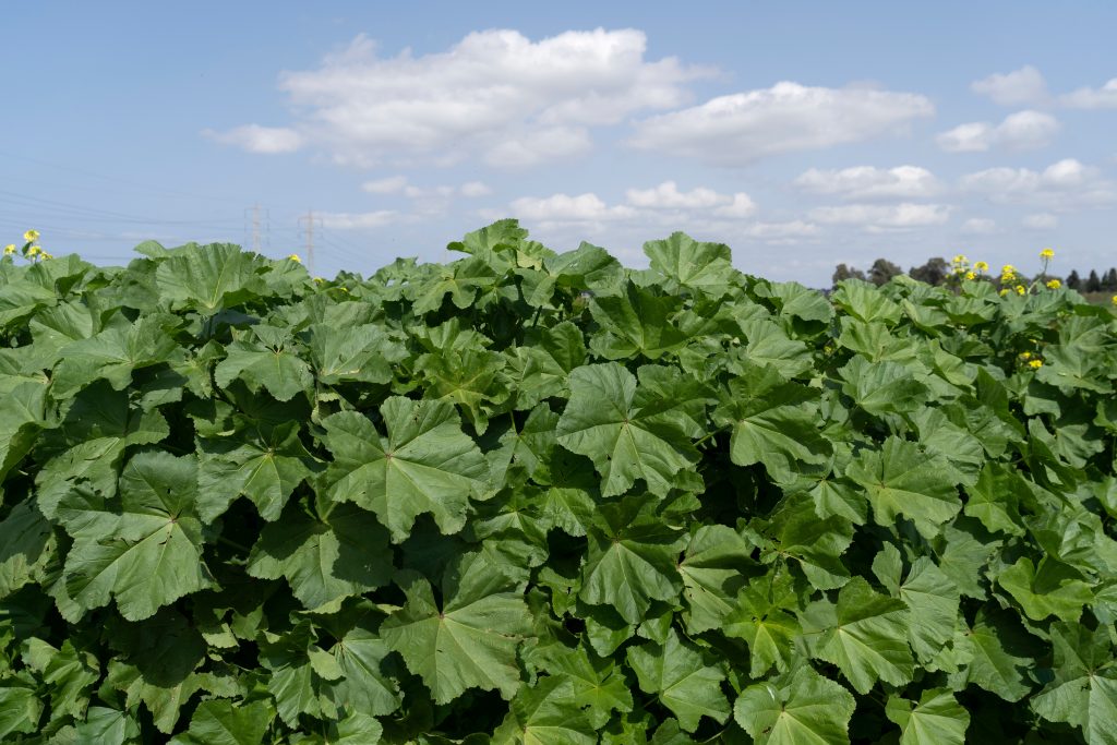 Weed Abatement & Defensible Space